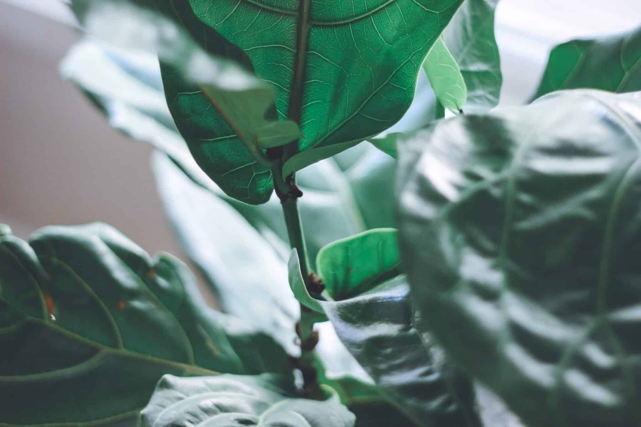 fiddle leaf fig